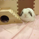 Image for article titled A Visit to Japan's Bunny Cafes